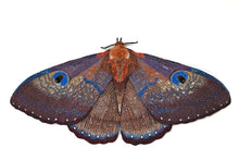 Load image into Gallery viewer, Giant Silk Moth - Object Art
