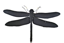 Load image into Gallery viewer, Blue Dragonfly - Object Art
