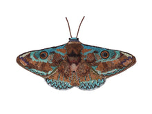 Load image into Gallery viewer, Donuca Moth - Object D&#39;art
