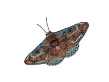 Load image into Gallery viewer, Donuca Moth - Object D&#39;art
