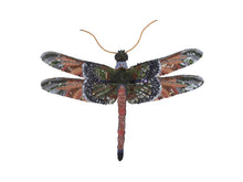 Load image into Gallery viewer, Spangled Dragonfly - Object Art
